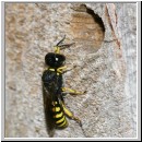 Ectemnius cavifrons oder ruficornis - Grabwespe m04 9mm.jpg